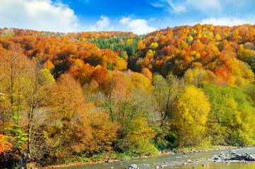 Obraz premium Forest with coniferous trees on a bright sunny day.Autumn landscape.