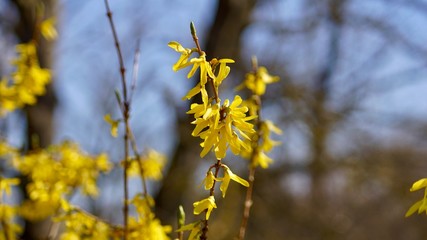 Frühlingsblüten