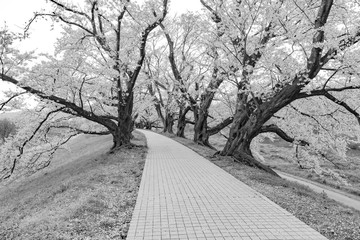【モノクローム】早朝の背割堤の桜