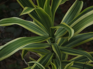 Obraz premium Its all about the perspective and this perspective need practice and to have a practice on that we should have a good min to focus on beauty and the admire the way in which things are being.