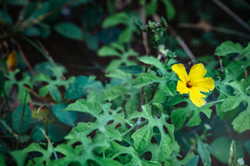 Yellow bitter melon consists of 5 pieces of crown with stamens that look rounded in the middle