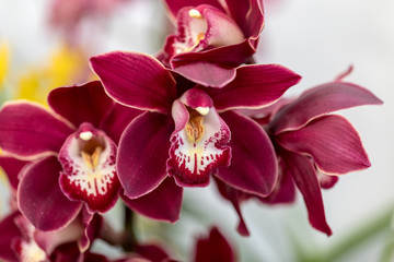 Obraz na płótnie Canvas Close up of beauty colorful orchid flower