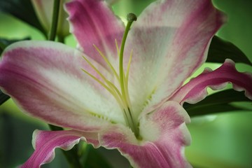 Pink lily in the garden closeup