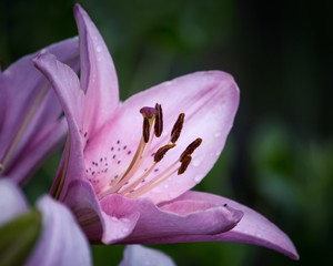 Fototapeta na wymiar Pink lily in the garden closeup