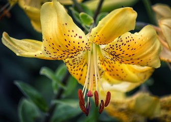 Tiger lily in the garden close-up