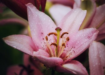 Pink lily in the garden closeup