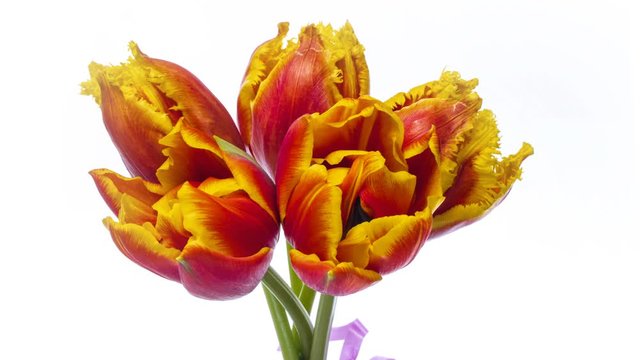 Timelapse of a blooming bouquet of three yellow and red Tulip flowers, on a white background in 4K (4096x2304) Holiday, love, birthday design backdrop. Close up