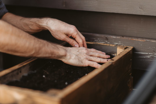 Quarantine man planting seeds in the ground, close-up of gardener's hands planting seedlings and seeds in the soil