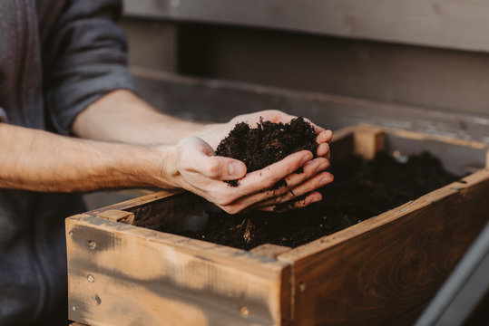 Quarantine man planting seeds in the ground, close-up of gardener's hands planting seedlings and seeds in the soil