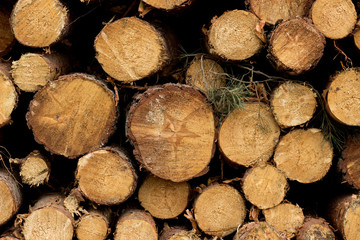 a pile of cut wood stump log texture Used as background