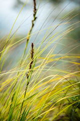 Grasses in the spring nature