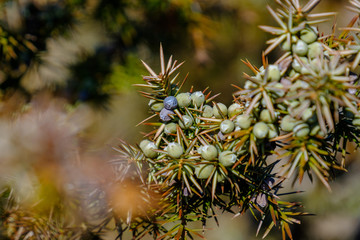 Wacholder (lat.: Juniperus), Nahaufnahme der Beeren in einem Strauch