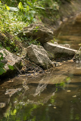 Stones lie on the bank of a stream and are reflected in the water