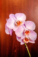 A branch of purple orchids on a brown wooden background
