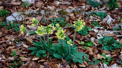Frühlingsblüten