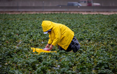 Field workers in raincoats picking stawberries