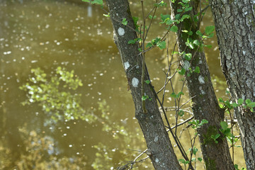 eau environnement etang lac vert nature paysage hetre