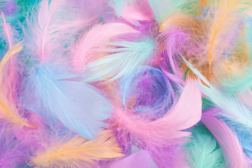 Colorful feather background, top view.
