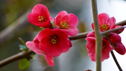 Obraz premium Frühlingsblüten