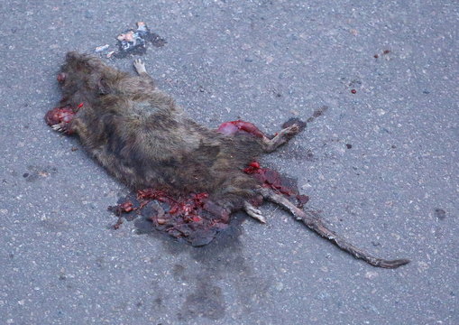 A dead rat crushed on the pavement