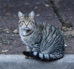 Fototapeta premium A grey tabby cat sits on the curb