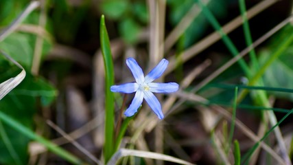 Frühlingsblüten