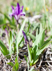 Wild iris sprout in a forest clearing
