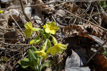 Primula elatior, True oxlip flowers, Finland