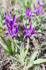 A lot of wild iris in a forest clearing