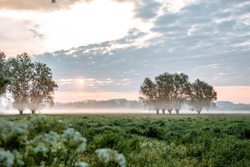 landscape with trees and clouds