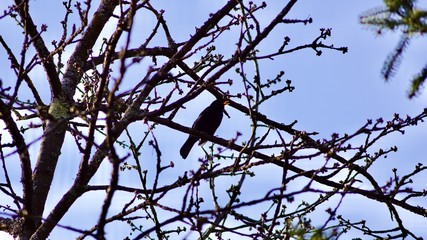 Amsel