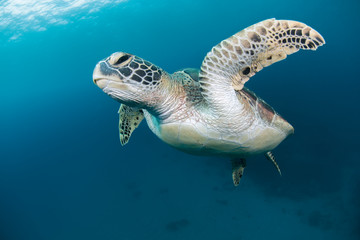 Obraz premium 屋久島はウミガメの島。 国内でも屈指のウミガメの多い島です。 写真は通年、最も多く見られるアオウミガメ