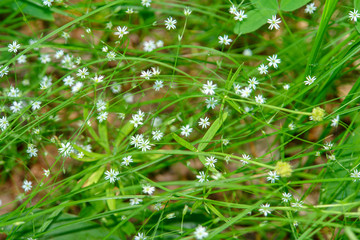 Small wild beautiful white flowers. Spring flowers-Stellaria holostea. Selective focus