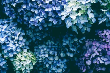 Rolgordijnen 紫陽花　フィルム風 © saku