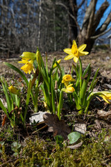 Obraz premium Yellow Daffodils, Tete a Tete Narcissi in garden