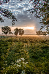 trees in the morning