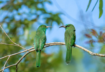 Two Blue-bearded Bee-eater on branch in nature