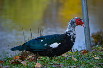 red winged blackbird