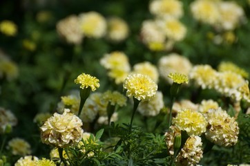 The yellow flowers in the garden serve as food sources for various insects and bees, butterflies. Intended for sucking on the nectar of flowers