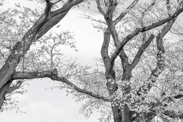 【セピア】早朝の背割堤の桜