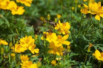 Fototapeta premium The yellow flowers in the garden serve as food sources for various insects and bees, butterflies. Intended for sucking on the nectar of flowers