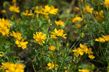 The yellow flowers in the garden serve as food sources for various insects and bees, butterflies. Intended for sucking on the nectar of flowers