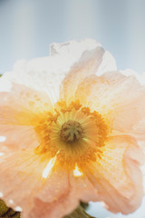 Makroaufnahme einer zarten Mohn Blume in Pastelltönen
