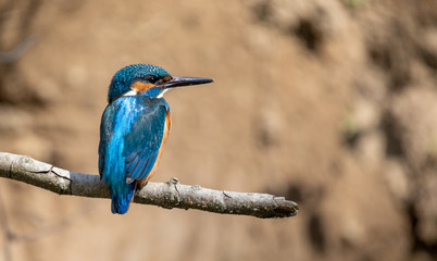 Common kingfisher on branch,
