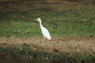 Bubulcus ibis or Cattle egret like to feed small animals in the open field. Living in the water like the white heron In the Bangkok city center