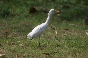 Bubulcus ibis or Cattle egret like to feed small animals in the open field. Living in the water like the white heron In the Bangkok city center