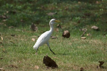 Bubulcus ibis or Cattle egret like to feed small animals in the open field. Living in the water like the white heron In the Bangkok city center