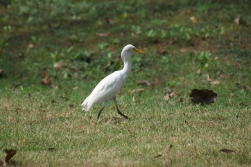 Obraz premium Bubulcus ibis or Cattle egret like to feed small animals in the open field. Living in the water like the white heron In the Bangkok city center