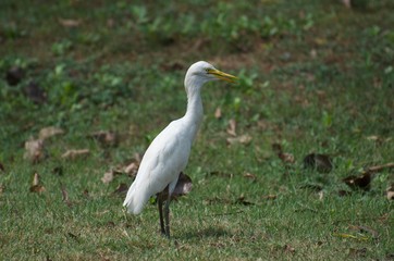 Bubulcus ibis or Cattle egret like to feed small animals in the open field. Living in the water like the white heron In the Bangkok city center