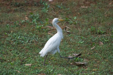 Bubulcus ibis or Cattle egret like to feed small animals in the open field. Living in the water like the white heron In the Bangkok city center